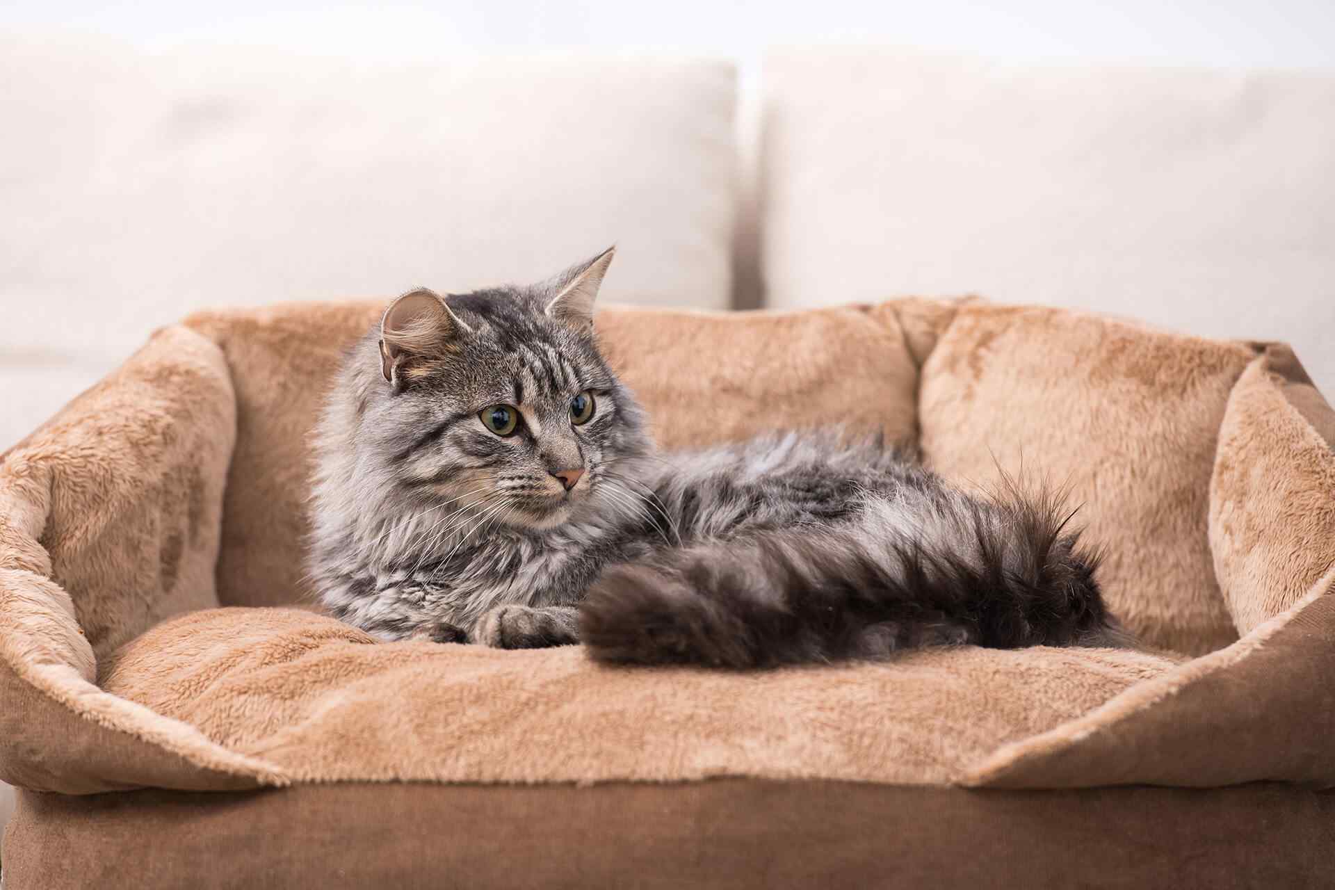 Conheça 9 acessórios indispensáveis para seu Gatinho.