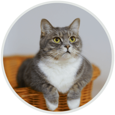 Pawsitive https://clinifel.com.br/wp-content/uploads/2019/07/hero_image_03.png
