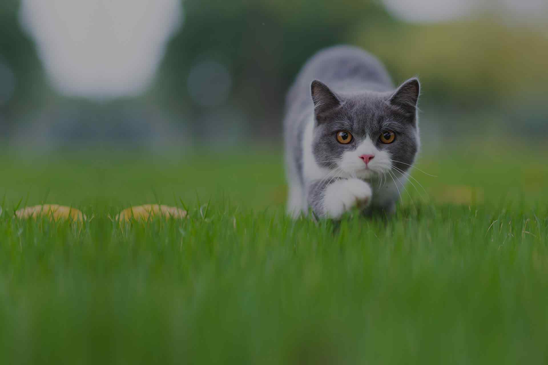 Gato castrado: 7 cuidados essenciais do tutor com o bichano