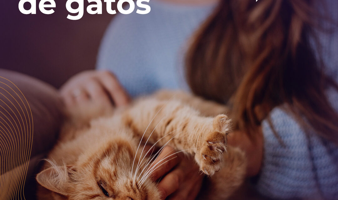 Domesticação dos gatos: descubra como tudo começou