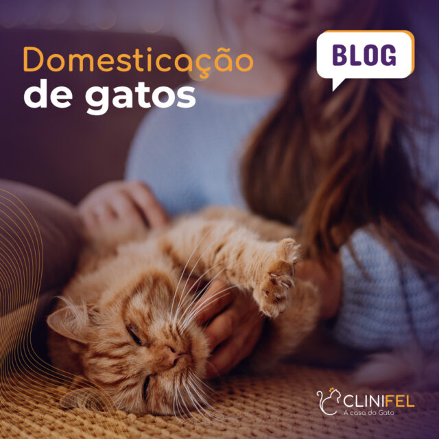 Domesticação dos gatos: descubra como tudo começou