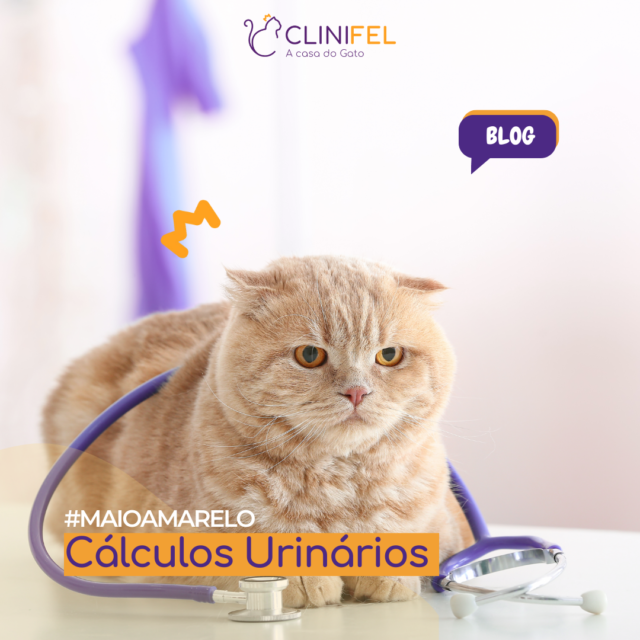 Cálculos Urinários em Gatos