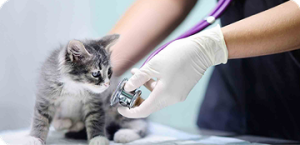 Cálculos Urinários em Gatos