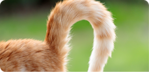 Como escolher a caixa de transporte ideal para o seu gato!