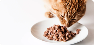 Asma e Bronquite felina: Tudo o que você precisa saber!