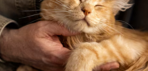 Domesticação dos gatos: descubra como tudo começou